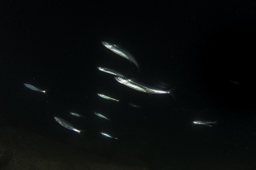 Chilean silverside (Odontesthes regia) — Atherinopsidae — 4