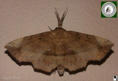 Syllectra congemmalis