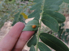 Neocalvia anastomozans