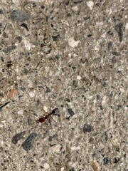 Odontomachus desertorum