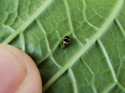 Tolidomordella discoidea