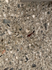 Odontomachus desertorum