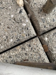 Odontomachus desertorum