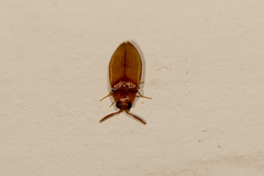 Brachypsectra fulva