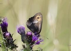 Erebia ligea