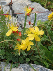 Hypericum linarioides