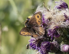 Erebia ligea