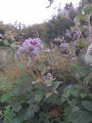 Arctium tomentosum