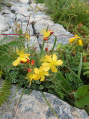 Hypericum linarioides