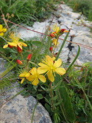 Hypericum linarioides