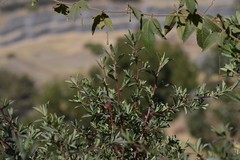 Escallonia resinosa