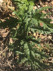 Datisca glomerata
