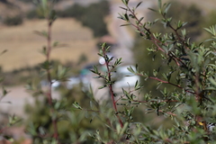 Escallonia resinosa
