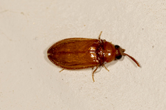Brachypsectra fulva