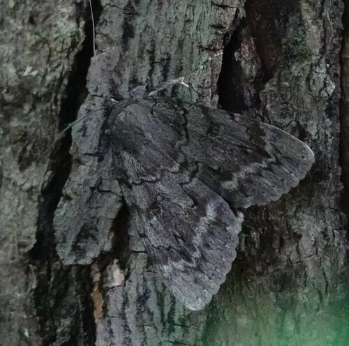 Obscure Underwing photo 5