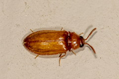 Brachypsectra fulva