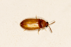 Brachypsectra fulva
