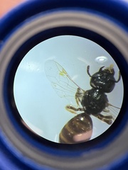 Lasioglossum imitatum