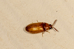 Brachypsectra fulva