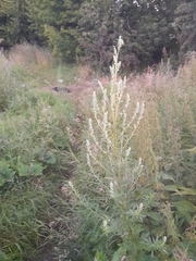 Artemisia vulgaris