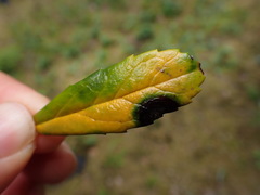 Mycosphaerella chimaphilae