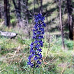 Delphinium scopulorum
