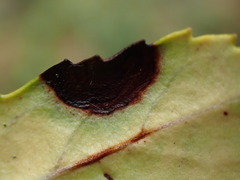 Mycosphaerella chimaphilae