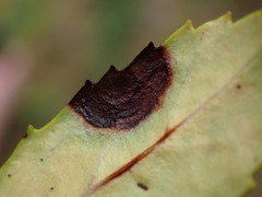 Mycosphaerella chimaphilae