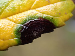 Mycosphaerella chimaphilae