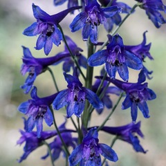 Delphinium scopulorum