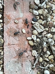 Cicindela ocellata rectilatera