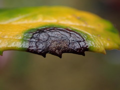 Mycosphaerella chimaphilae