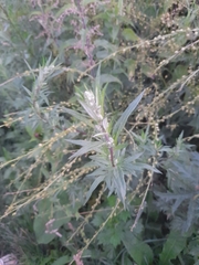 Artemisia vulgaris
