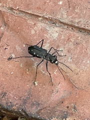 Cicindela ocellata rectilatera