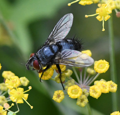 Epicampocera succincta