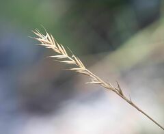 Festuca stricta