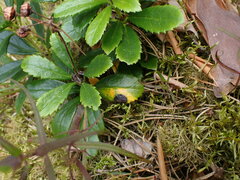 Mycosphaerella chimaphilae