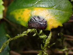 Mycosphaerella chimaphilae