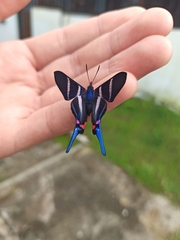 Rhetus arcius