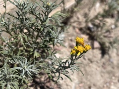 Picradeniopsis oppositifolia