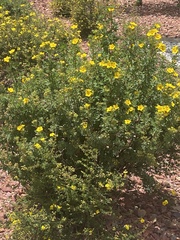 Dasiphora fruticosa
