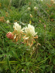 Trifolium ochroleucon