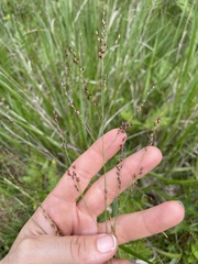 Panicum virgatum cubense