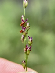 Panicum virgatum cubense