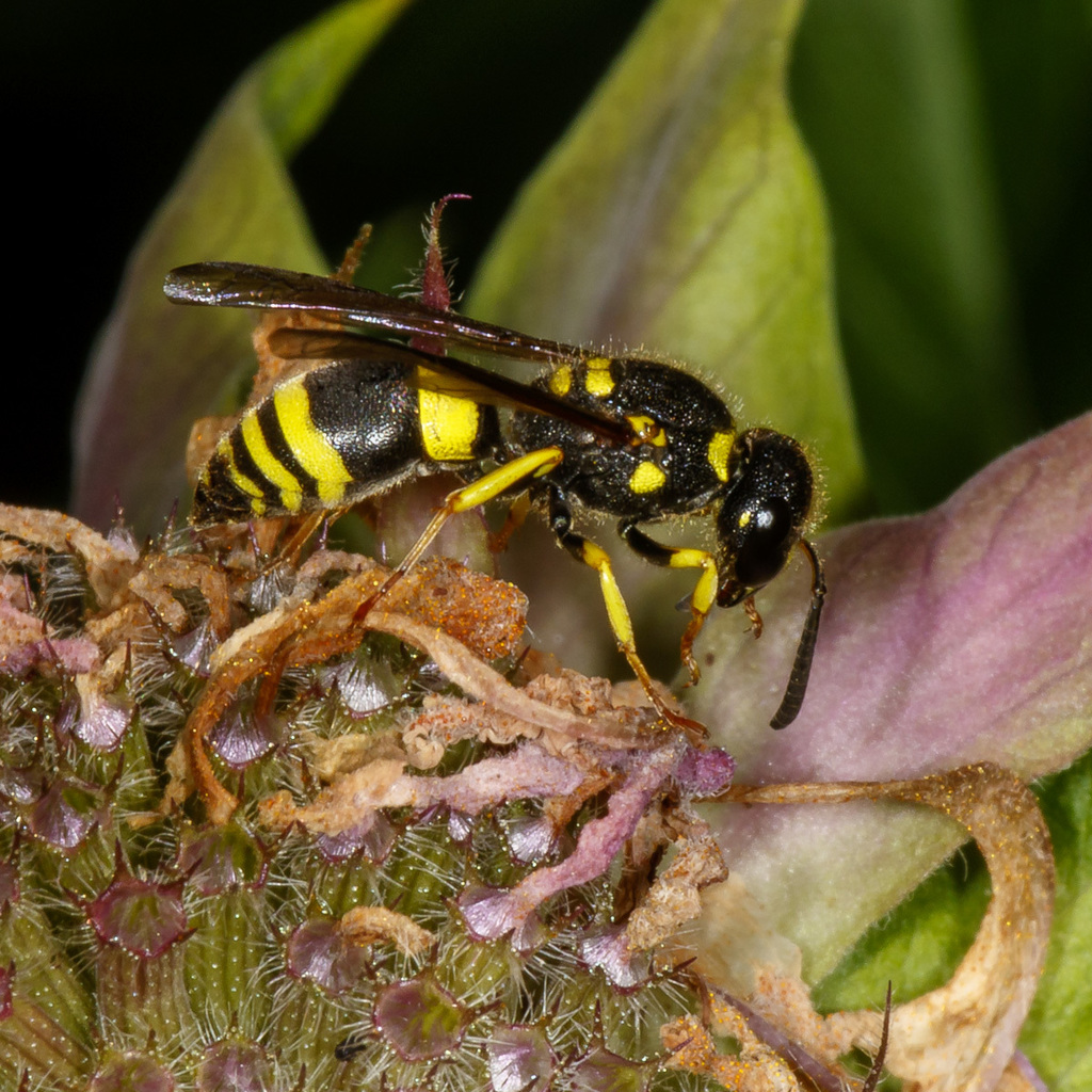 European tube wasp in July 2018 by Alan Wells. Rockland Country Club Golf Course · iNaturalist