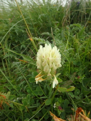 Trifolium ochroleucon