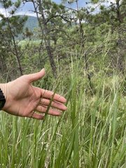Panicum virgatum cubense