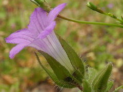 Campanula occidentalis image
