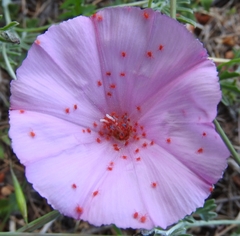 Trombidium holosericeum