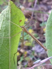 Apterobittacus apterus